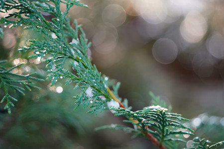 Beautiful, Branch, Leaves, Nature, Photography, Plant, Tree